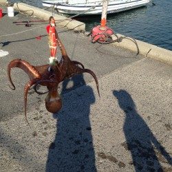 今日も仕事帰りにタコです。