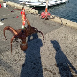 今日も仕事帰りにタコです。