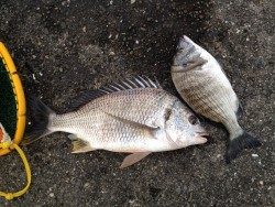 フカセでキビレGET!