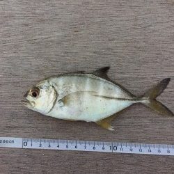 帰宅から夕飯までの超短時間釣行