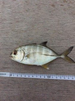 帰宅から夕飯までの超短時間釣行