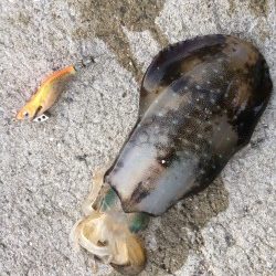 サイズが上がりはじめてます⁉︎