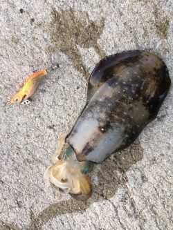 サイズが上がりはじめてます⁉︎