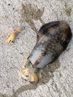 サイズが上がりはじめてます⁉︎