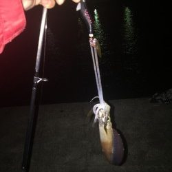 真夜中のエギング調査