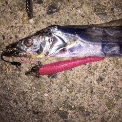 大阪タチウオ開幕！