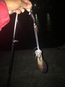 真夜中のエギング調査