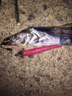 大阪タチウオ開幕！