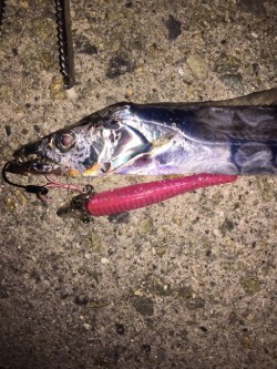 大阪タチウオ開幕！