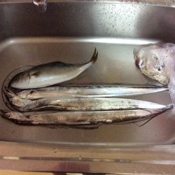 佐野川 ツバス 太刀魚 サワラ