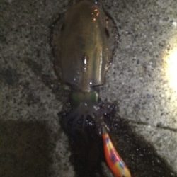 今年初の新子アオリちゃん。