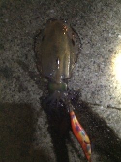 今年初の新子アオリちゃん。