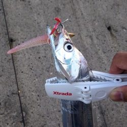 タチウオ開幕！