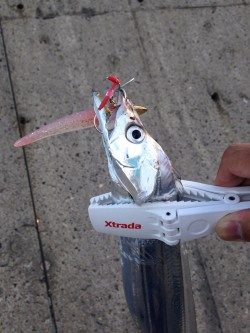 タチウオ開幕！