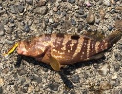 メタルマルゲーム