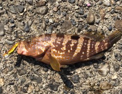 メタルマルゲーム