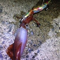 週末アングラー