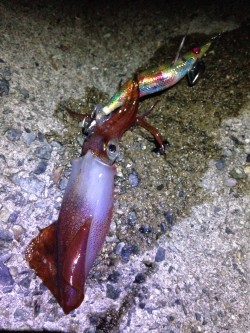 週末アングラー