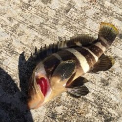 サビキにきたのに