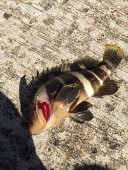 サビキにきたのに