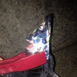 タチウオワインド