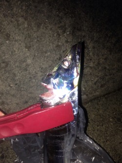 タチウオワインド