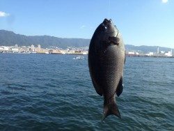 ウキ釣りの成果