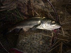 シーバス好釣！