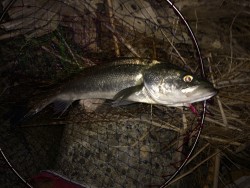 シーバス好釣！