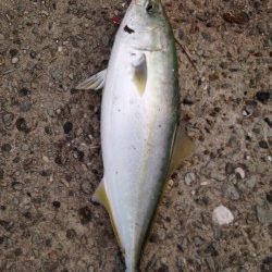 淡路島短時間ショアジギング