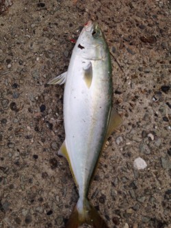 淡路島短時間ショアジギング