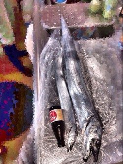 連日太刀魚ドラゴン調査