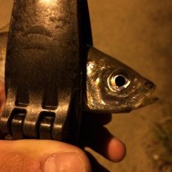 アジング in田尻