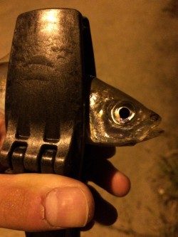 アジング in田尻