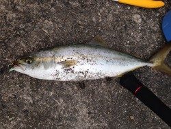 ムコイチパトロール