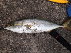 ムコイチパトロール