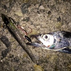 小型が多くて‥‥