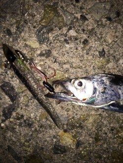 小型が多くて‥‥