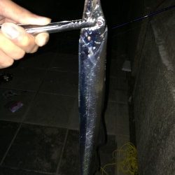 なんとかタチウオ釣れた