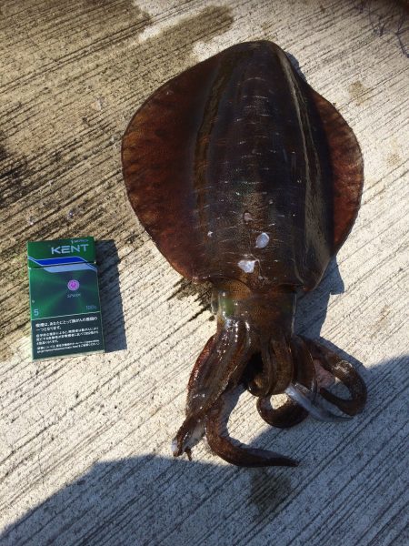 朝から夕方まで！