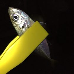 穴場漁港今年も開幕！