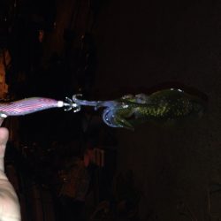 アオリ新子調査