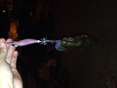 アオリ新子調査