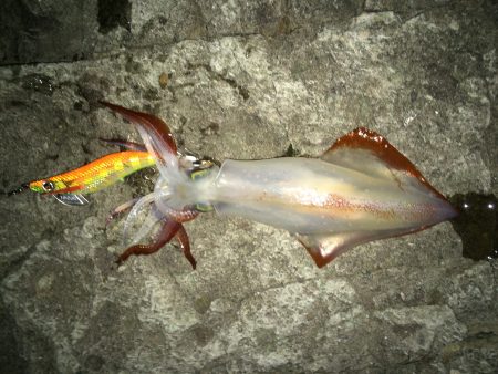 ケンサの後のアオリ