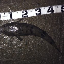 美味しいマゴチGET!