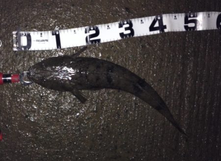 美味しいマゴチGET!