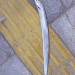 マリーナでも太刀魚！