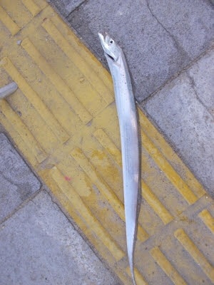 マリーナでも太刀魚！