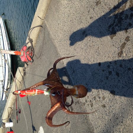 今日も仕事帰りにタコです。