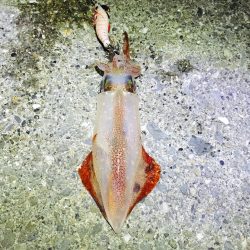 のんびりアジング